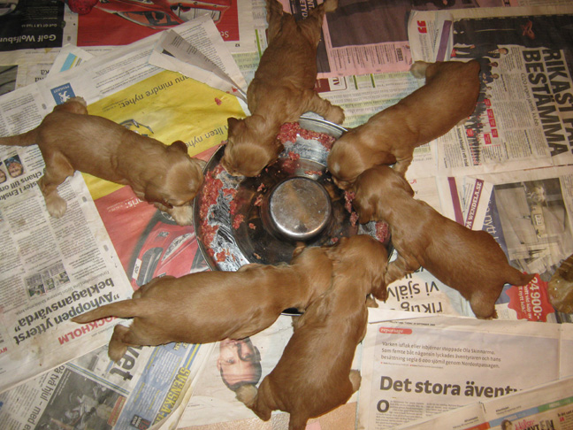 Dragongrdens Kennel